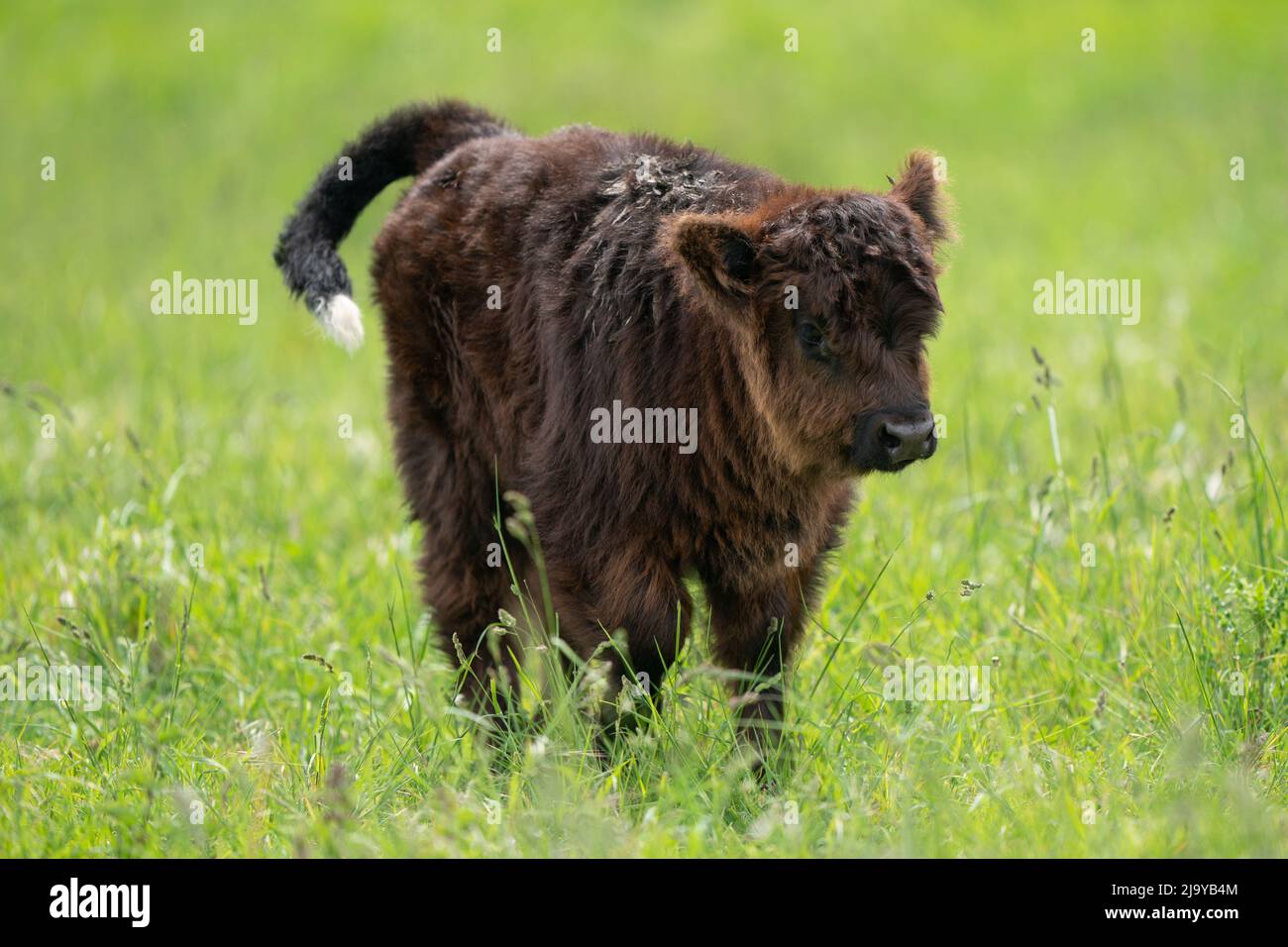 Highland cow calf Bailey at the National Trust's Wicken Fen nature ...