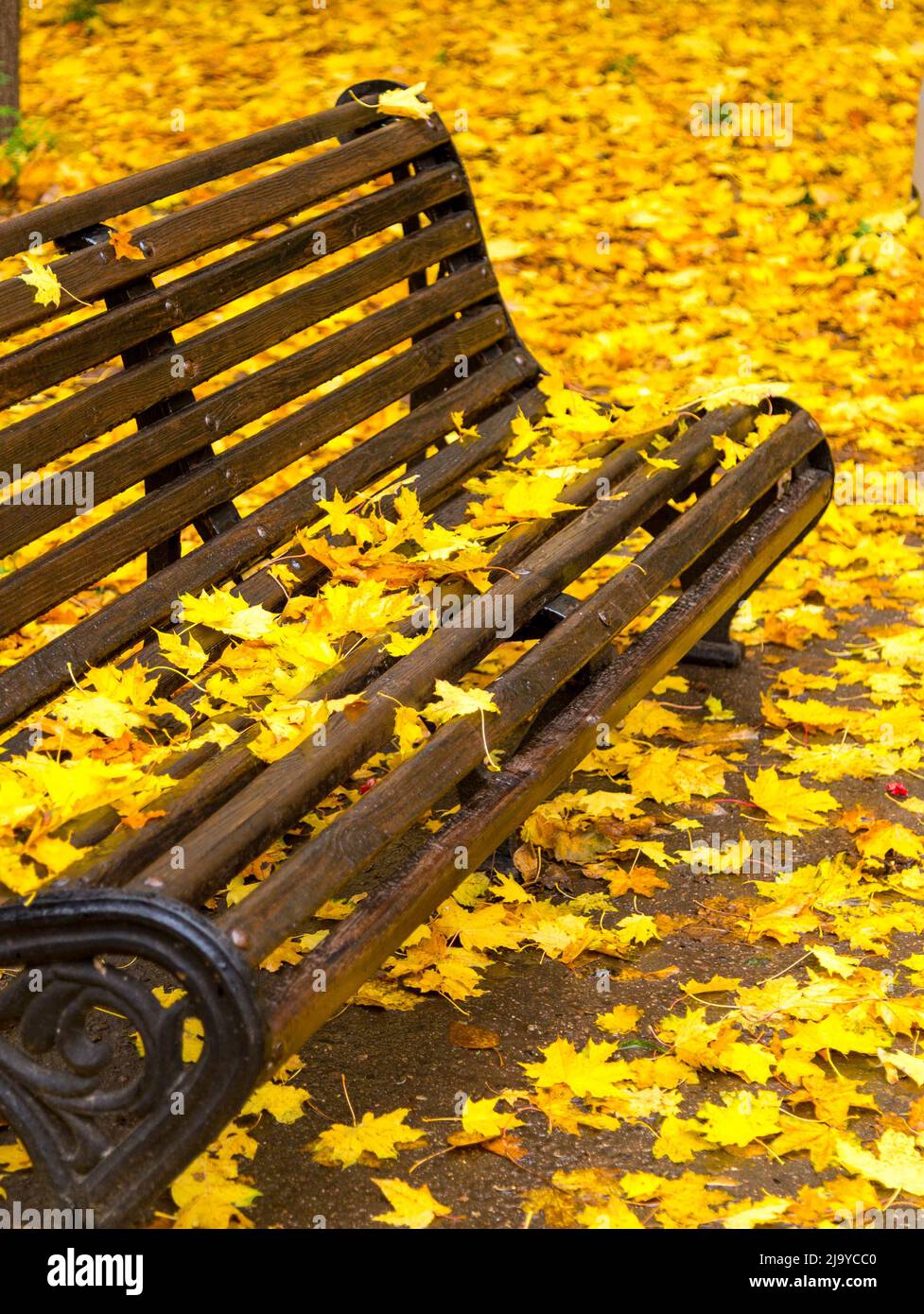 Autumn leaves on the bench Stock Photo - Alamy
