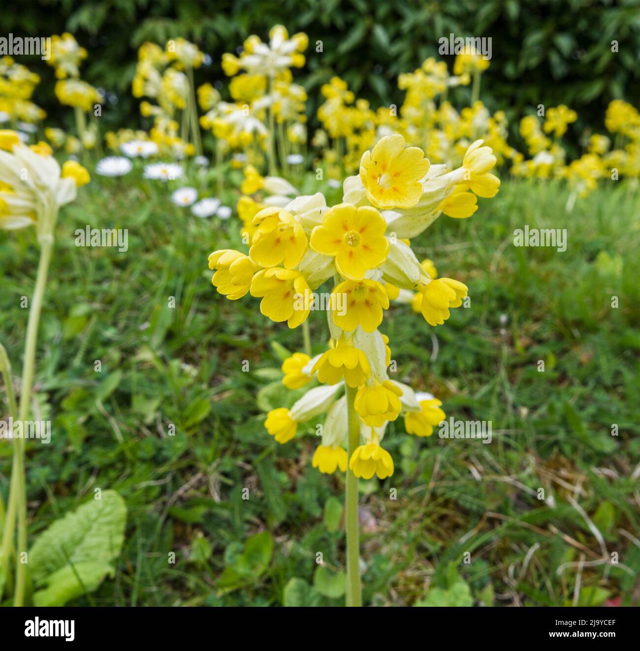 Yellow flowers of the Cowslip plant, Primula veris Stock Photo