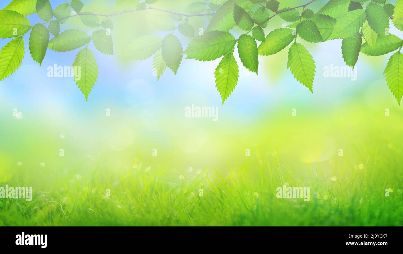green field with grass background with sun rays and green branch with leaves Stock Photo