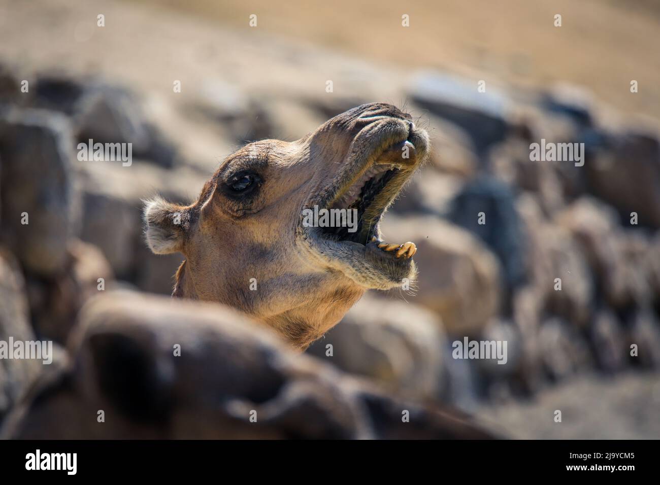Big Group of African Camels on the Animal Market in Keren, Eritrea