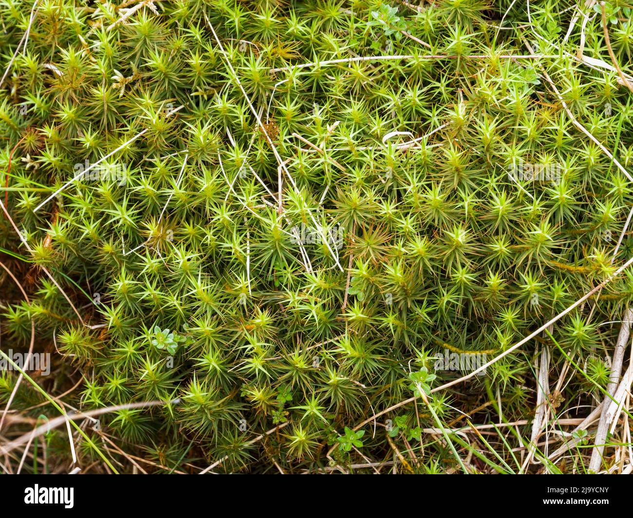 Haircap mosses, probably Polytrichum juniperinum, growing in Northumberland, UK Stock Photo
