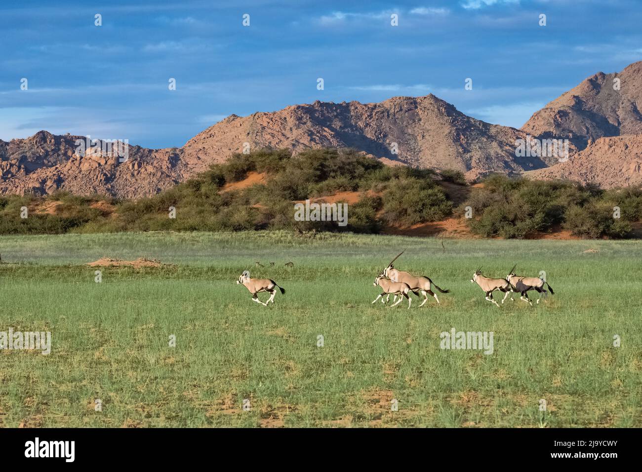 Namibia, oryx herd running in the savannah, red rocks in background ...