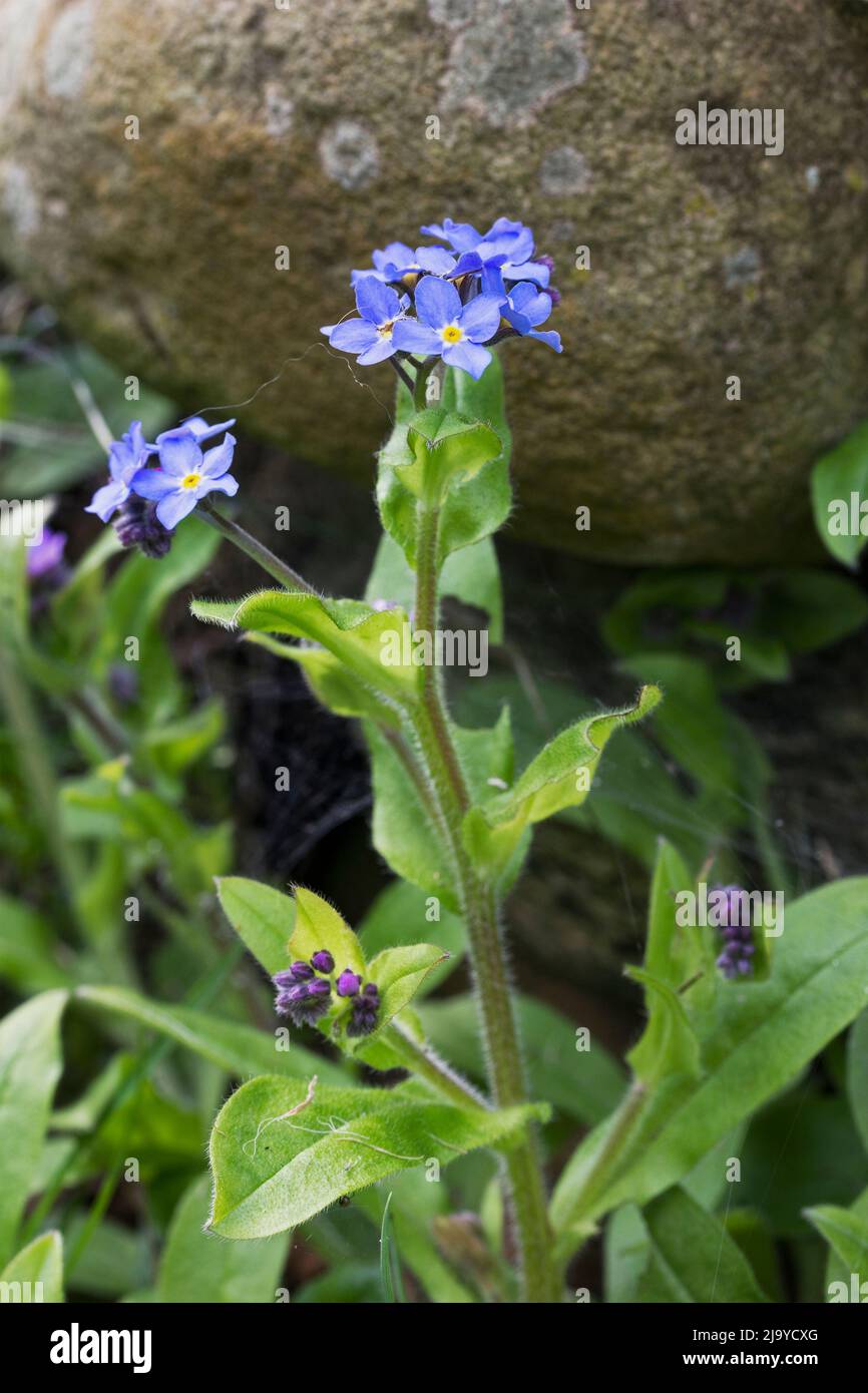 Stem and flowers of the Forget-me-not, Myosotis sylvatica, plant growing in Northumberland, UK Stock Photo