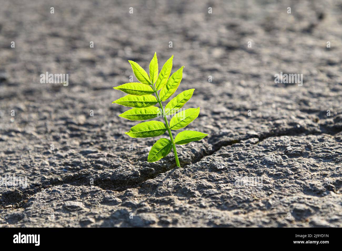 plant sprout growing through asphalt crack Stock Photo