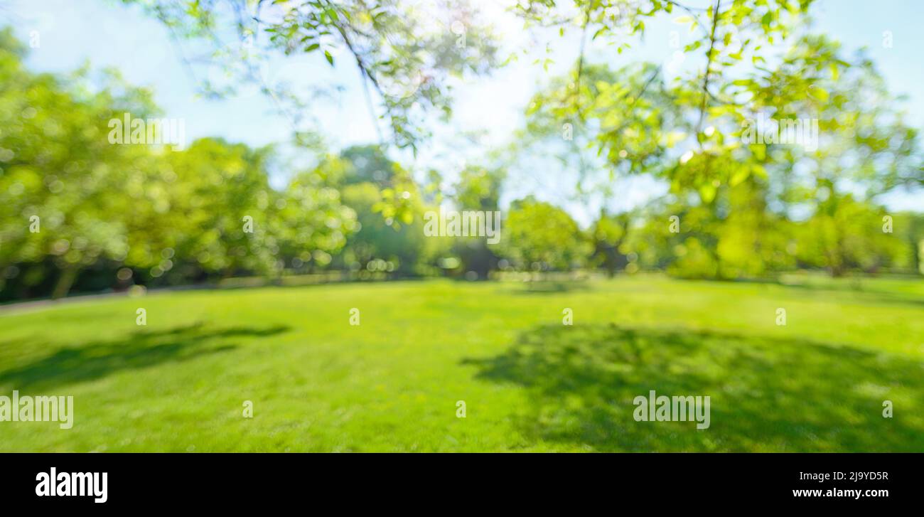 soft focus blurred abstract background tree and grass in spring park Stock Photo