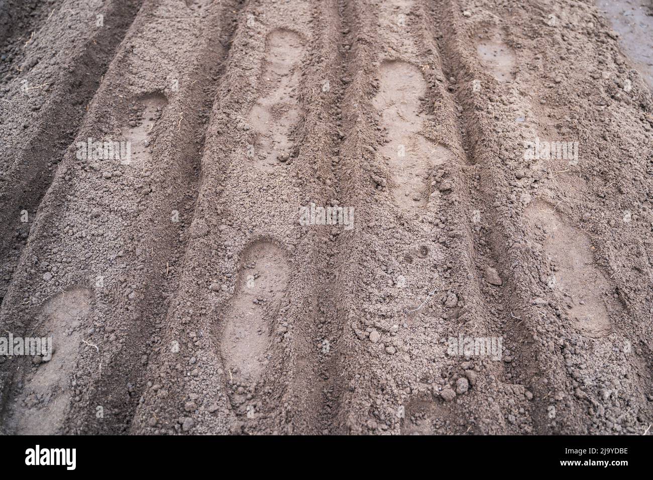 Garden bed with empty rows prepared for planting Stock Photo - Alamy