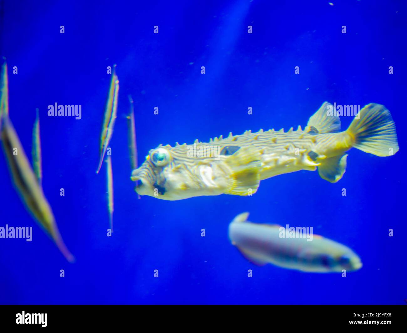 Striped burrfish(Chilomycterus schoepfi) in aquarium fish tank Stock Photo