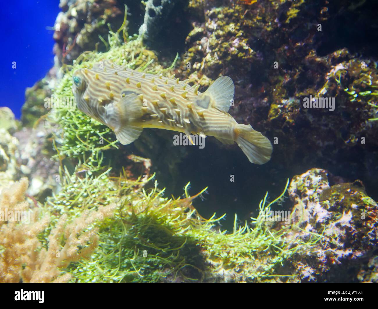 Striped burrfish(Chilomycterus schoepfi) in aquarium fish tank Stock Photo