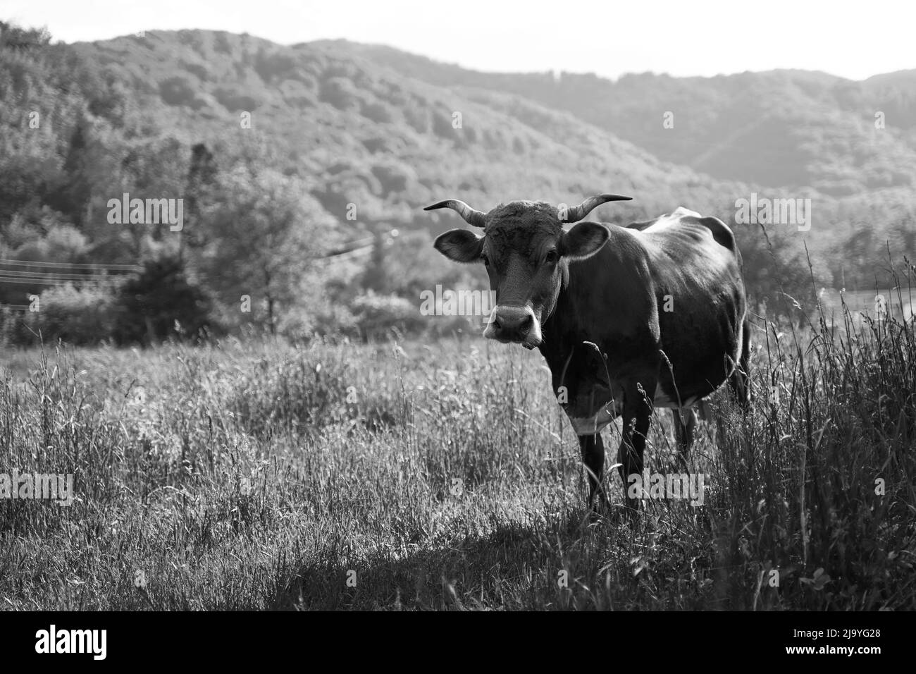 Cute cow on a pasture at organic farm in the mountains in black and white Stock Photo