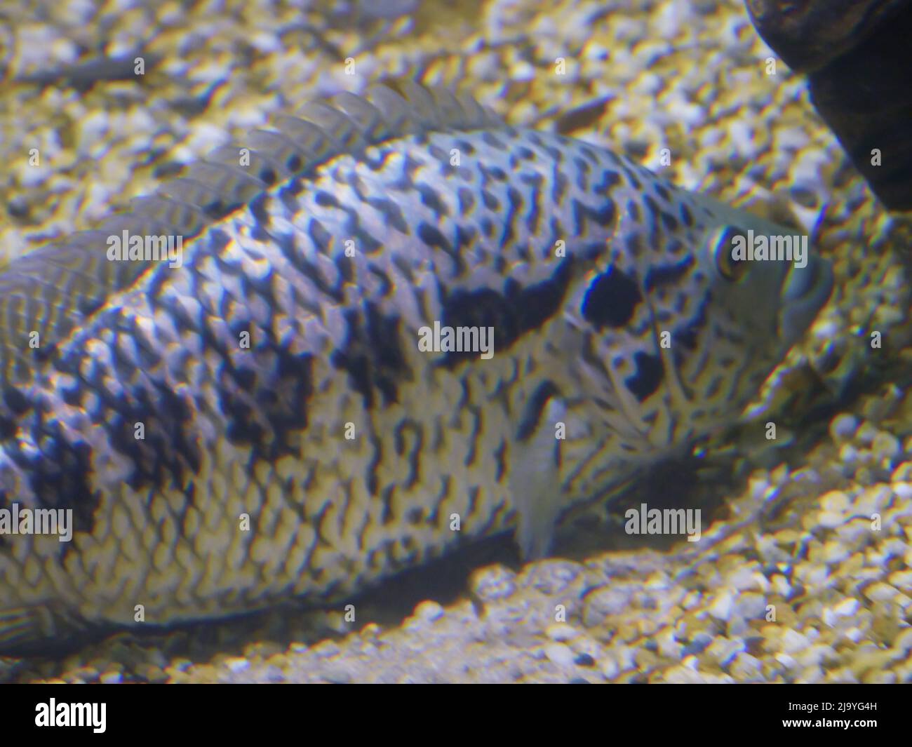 Fish relaxing underwater in aquarium fish tank Stock Photo