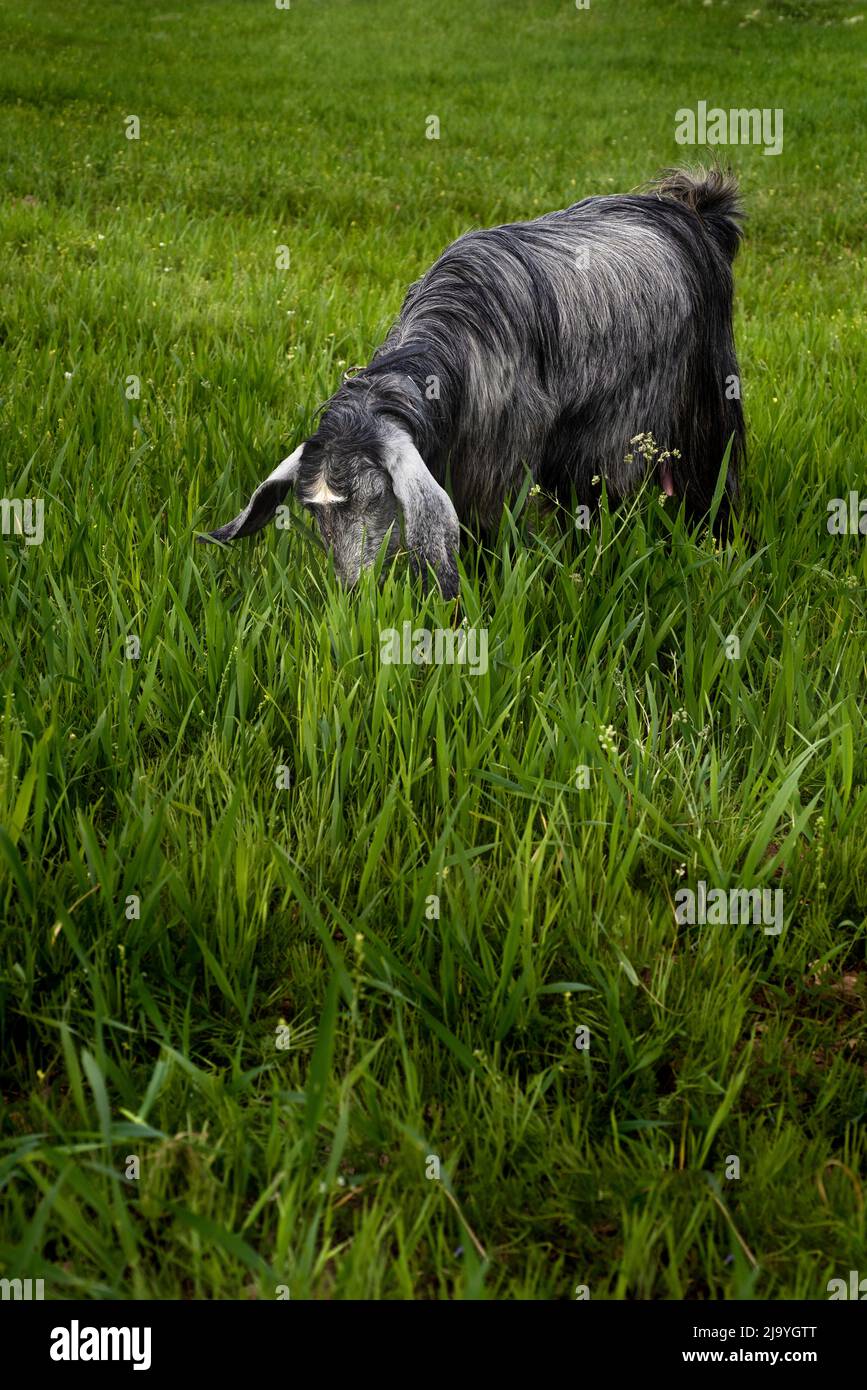 goat enjoying eating spring grass Stock Photo