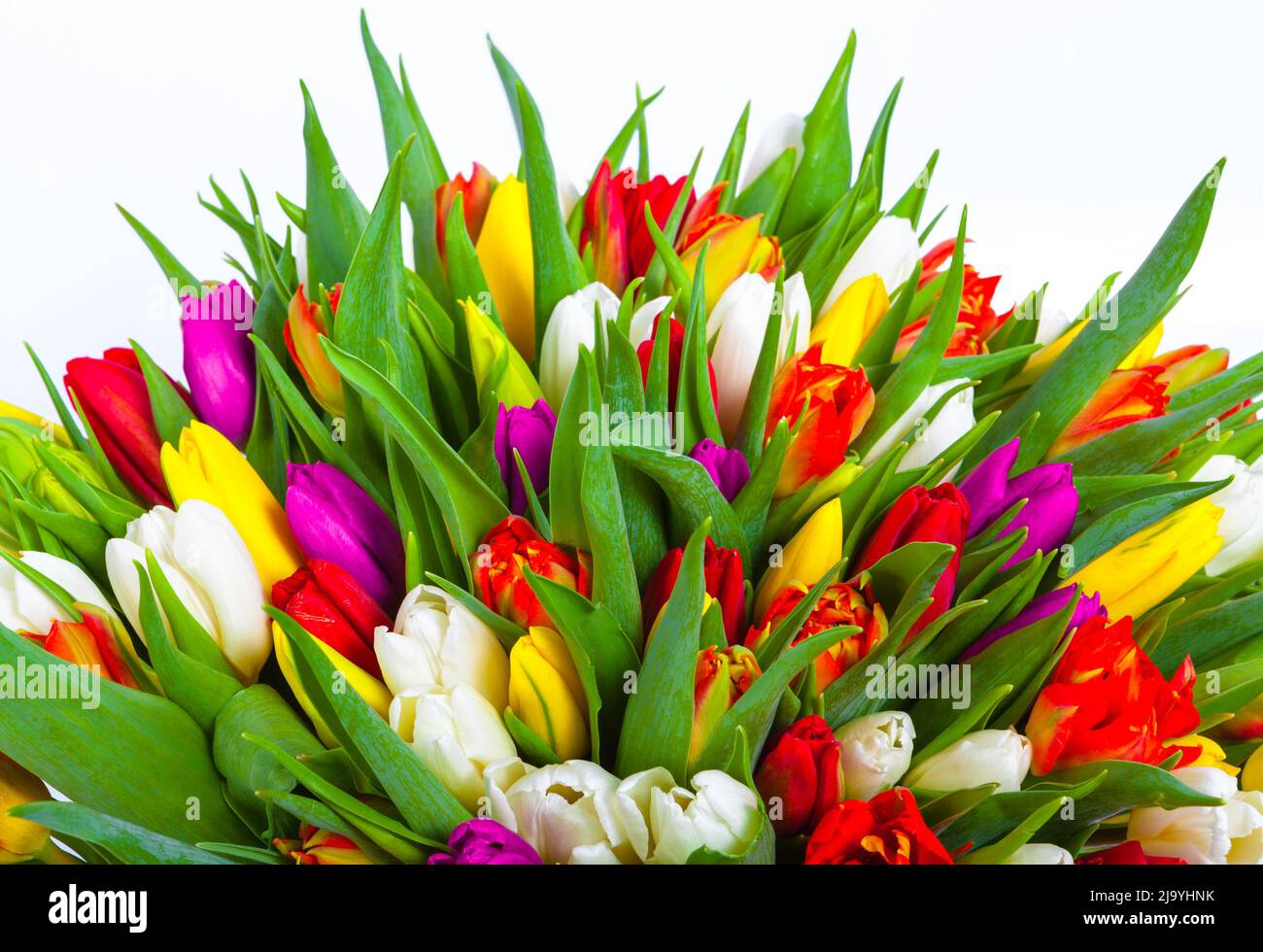 bouquet of multicolor tulips. fresh spring flowers with water drops ...