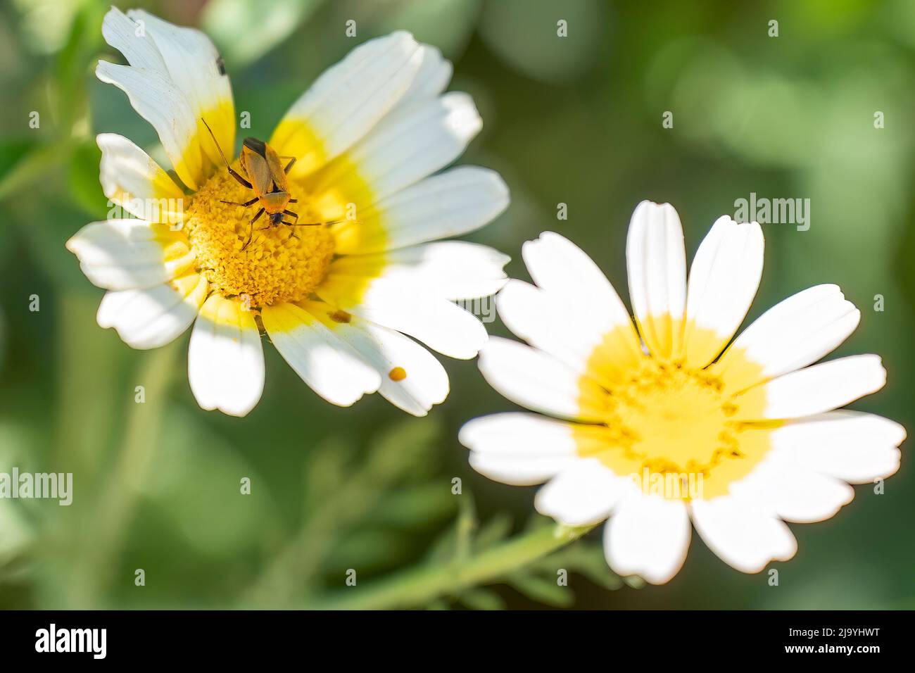 Firebug on a white flower ,close up.in daylight. Stock Photo