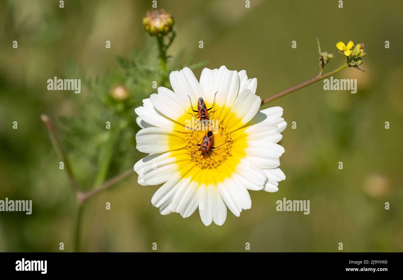 Two Firebugs on a white flower ,close up.in daylight. Stock Photo