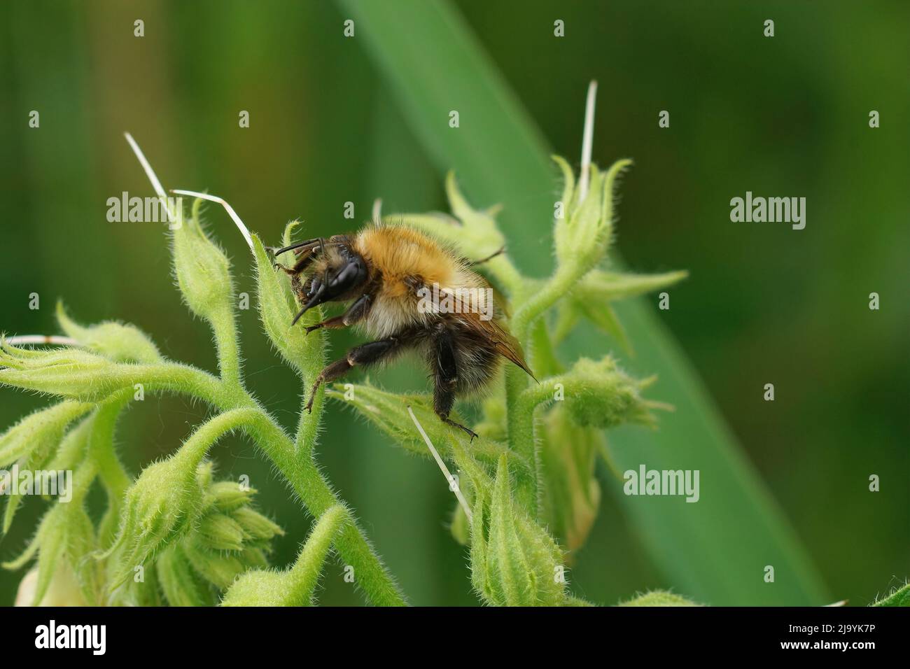 Closeup on a fluffy brown banded common bumblebee , Bombus pascuorum sitting on top of a Symphytum officinale plant Stock Photo