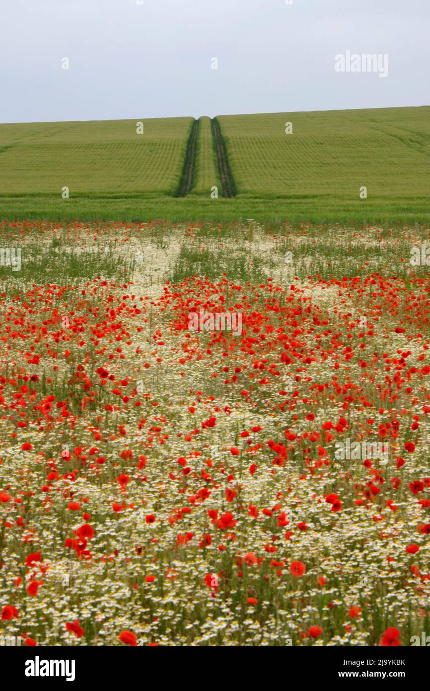 Poppies and daisies at South Stoke, Oxfordshire, England, UK Stock Photo