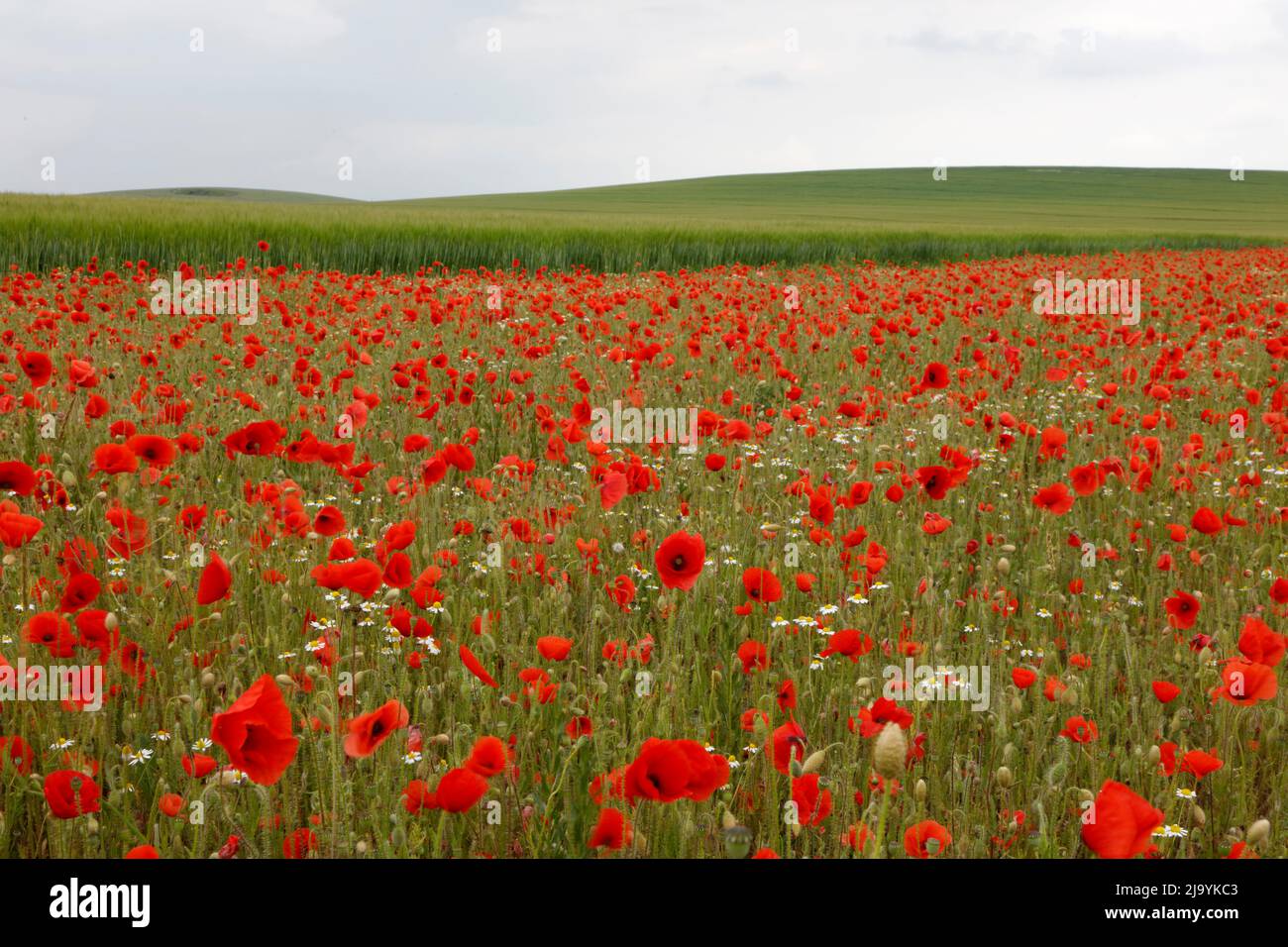 Poppies at South Stoke, Oxfordshire, England, UK Stock Photo