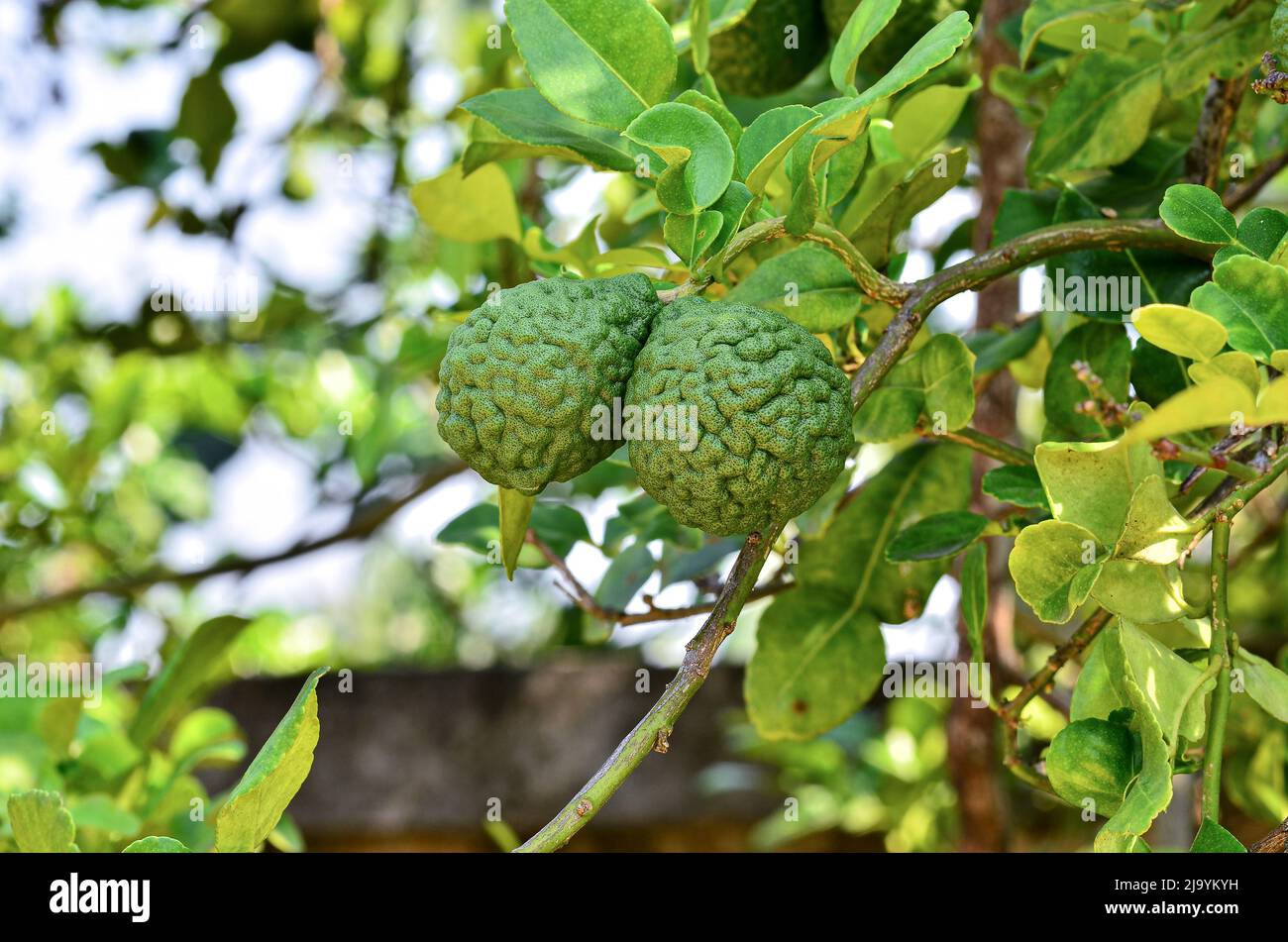 bergamot on the tree in nature Stock Photo