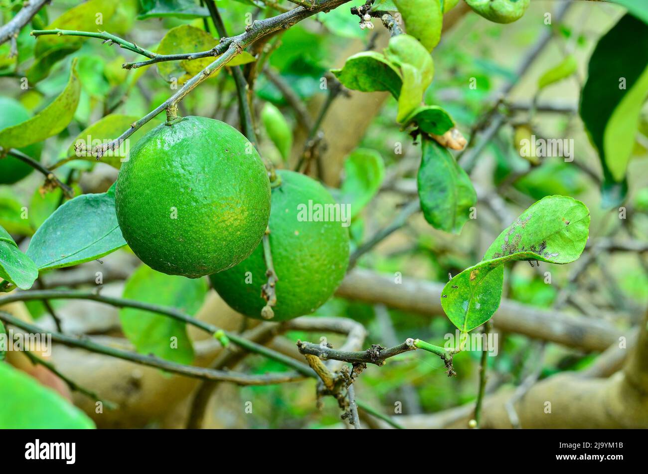 lemon on the tree in nature Stock Photo