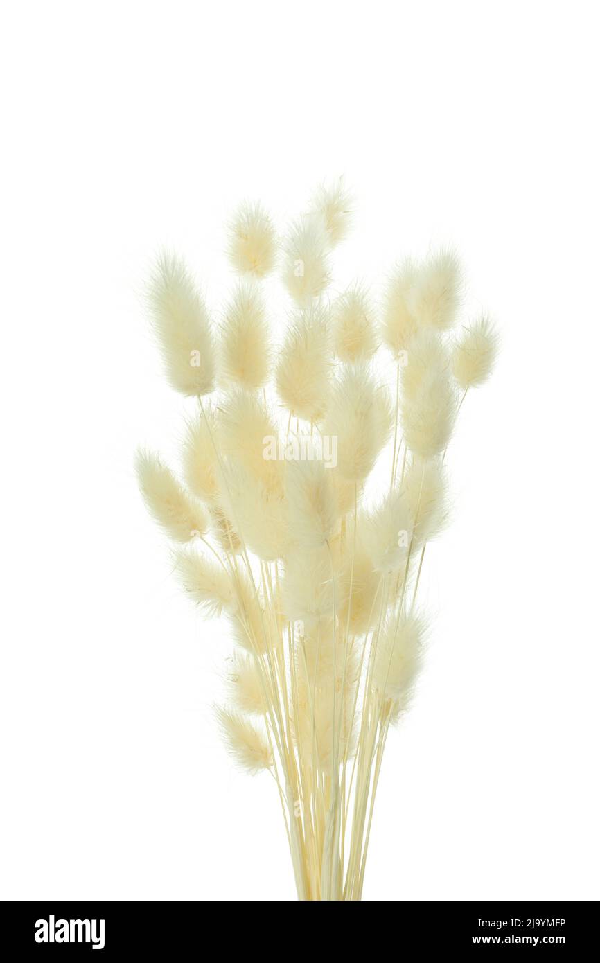 Concept of Hygge, dried flowers isolated on white background Stock Photo