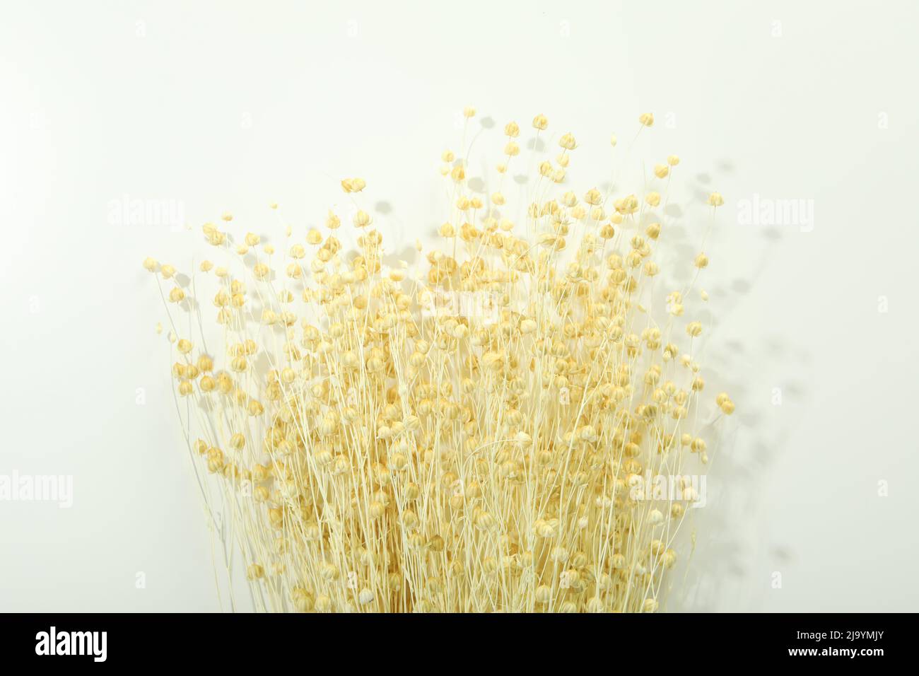 Hygge concept, dried flowers on white background Stock Photo