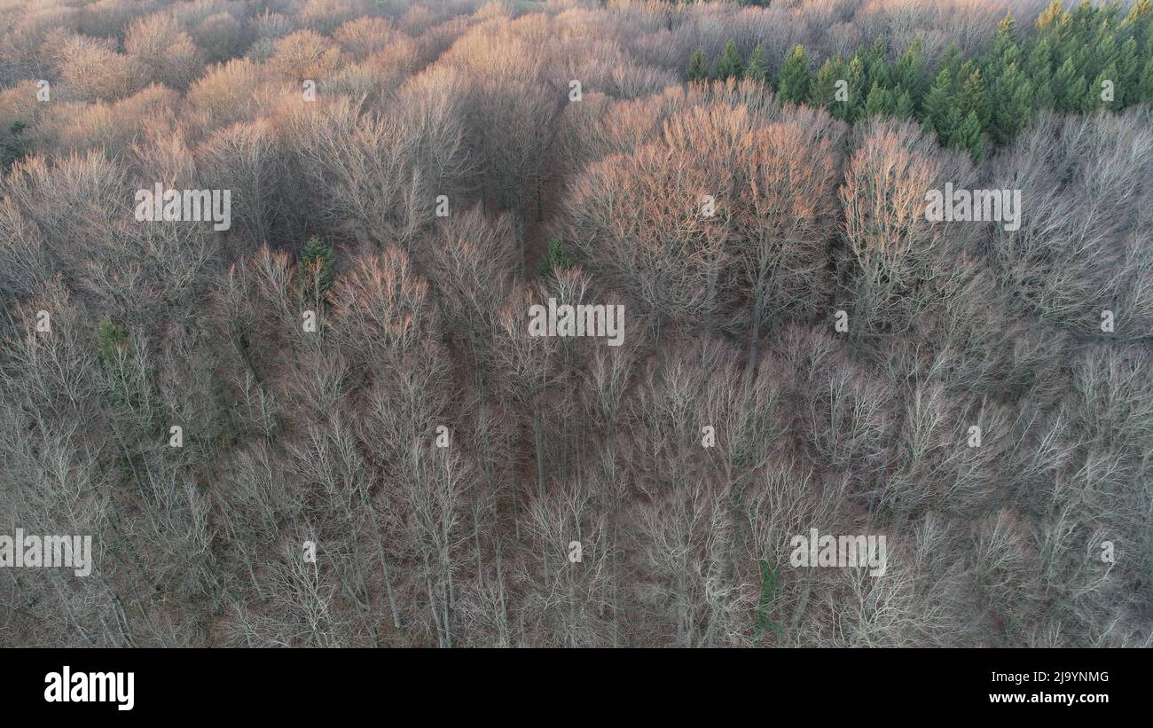 Aerial photo of deciduous forest in winter (mainly Beech) Stock Photo