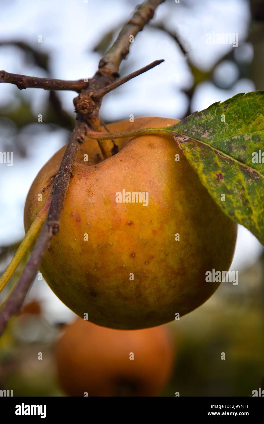 brown russet apple Stock Photo