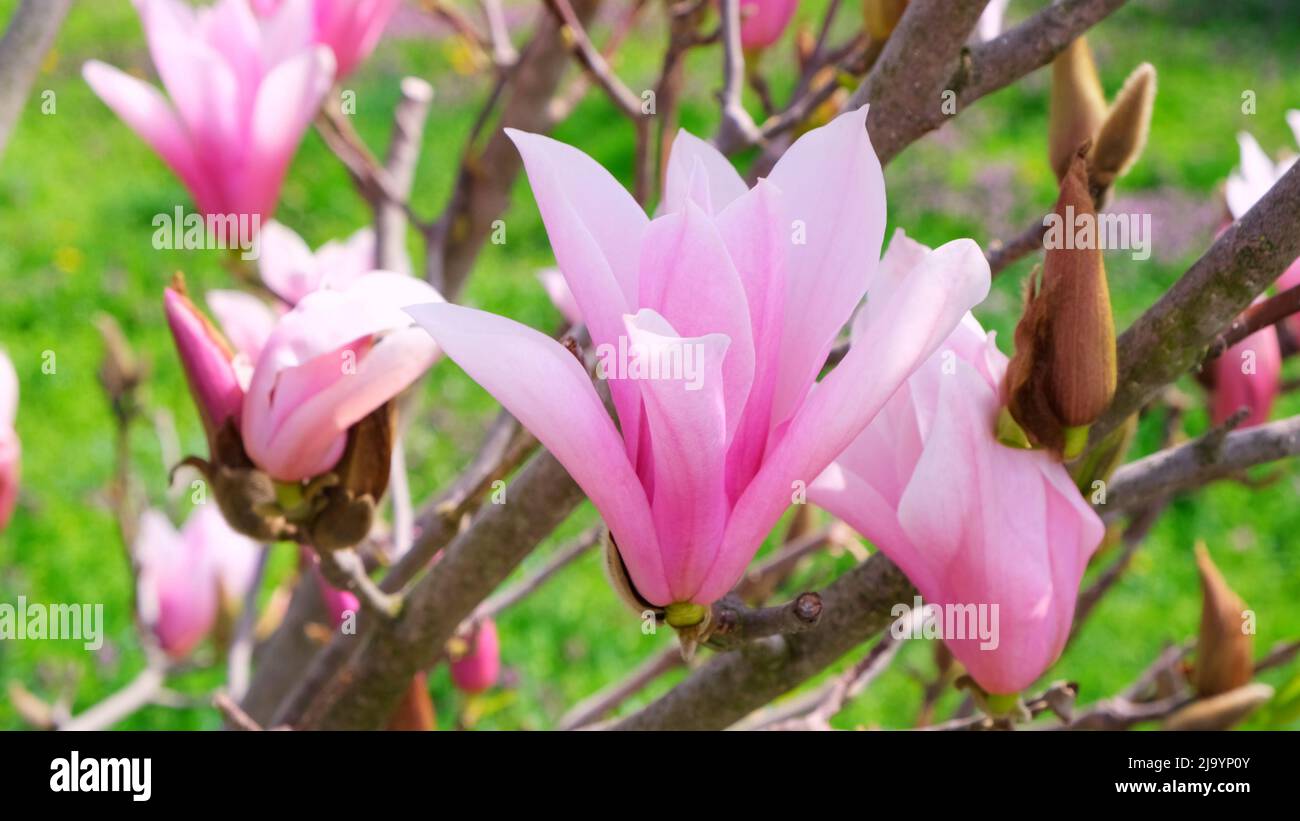 Blossoming magnolia twigs close-up. The concept of flowering, spring, allergies, gardening Stock Photo