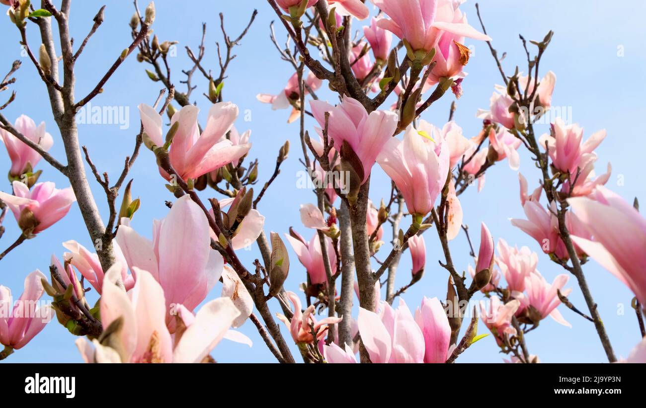 Blossoming magnolia twigs on a blue sky background. The concept of flowering, spring, allergies, gardening Stock Photo