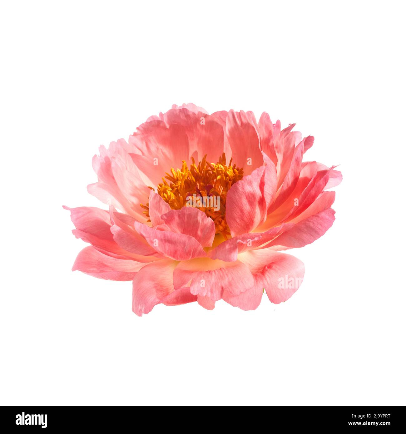 Beautiful pink peonies flowers isolated on white background Stock Photo ...
