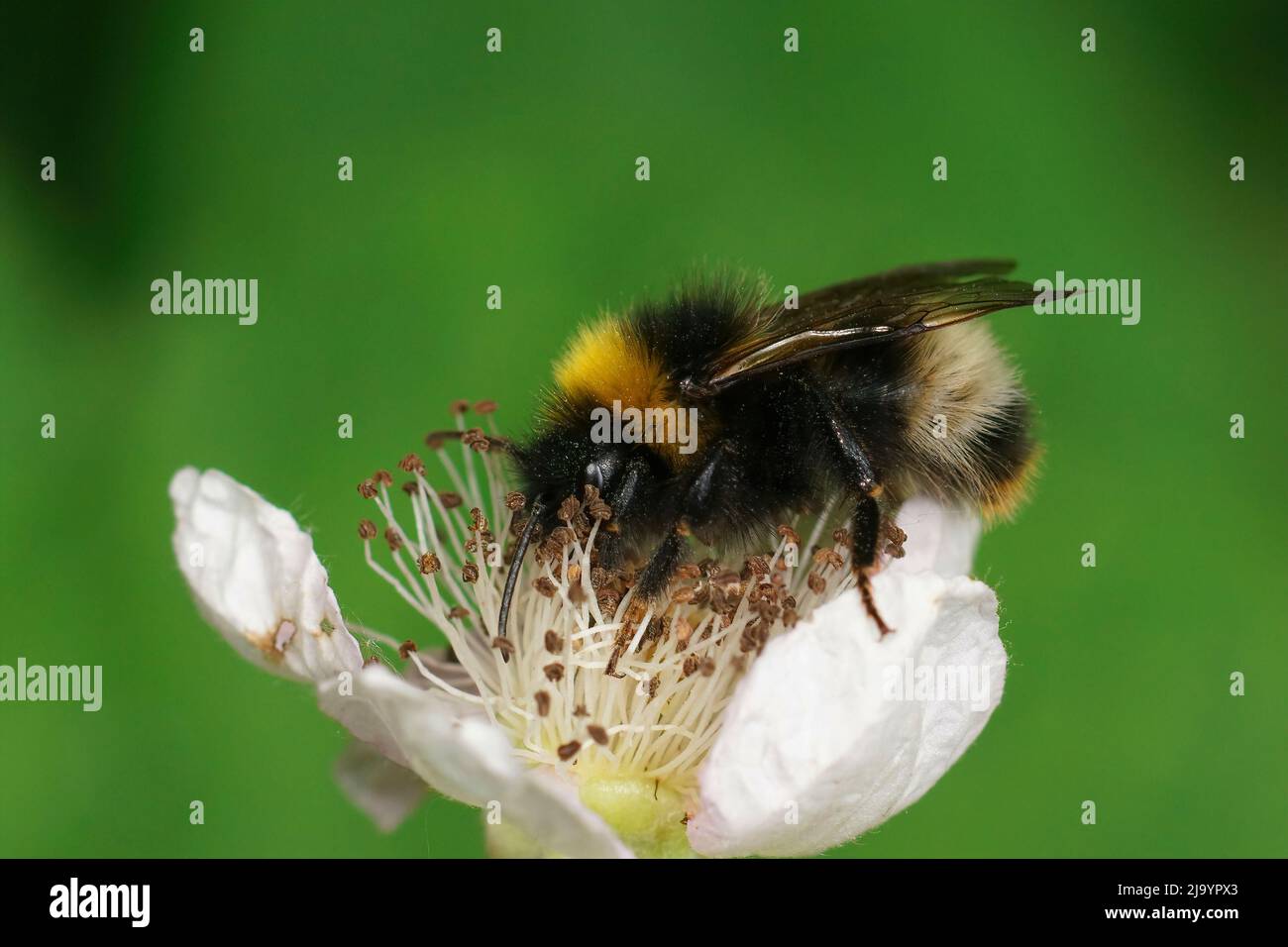 Closeup on a large Forest cuckoo bumblebee , Bombus sylvestris, sitting on a white brambleburry flower, Rubus fructicosus Stock Photo