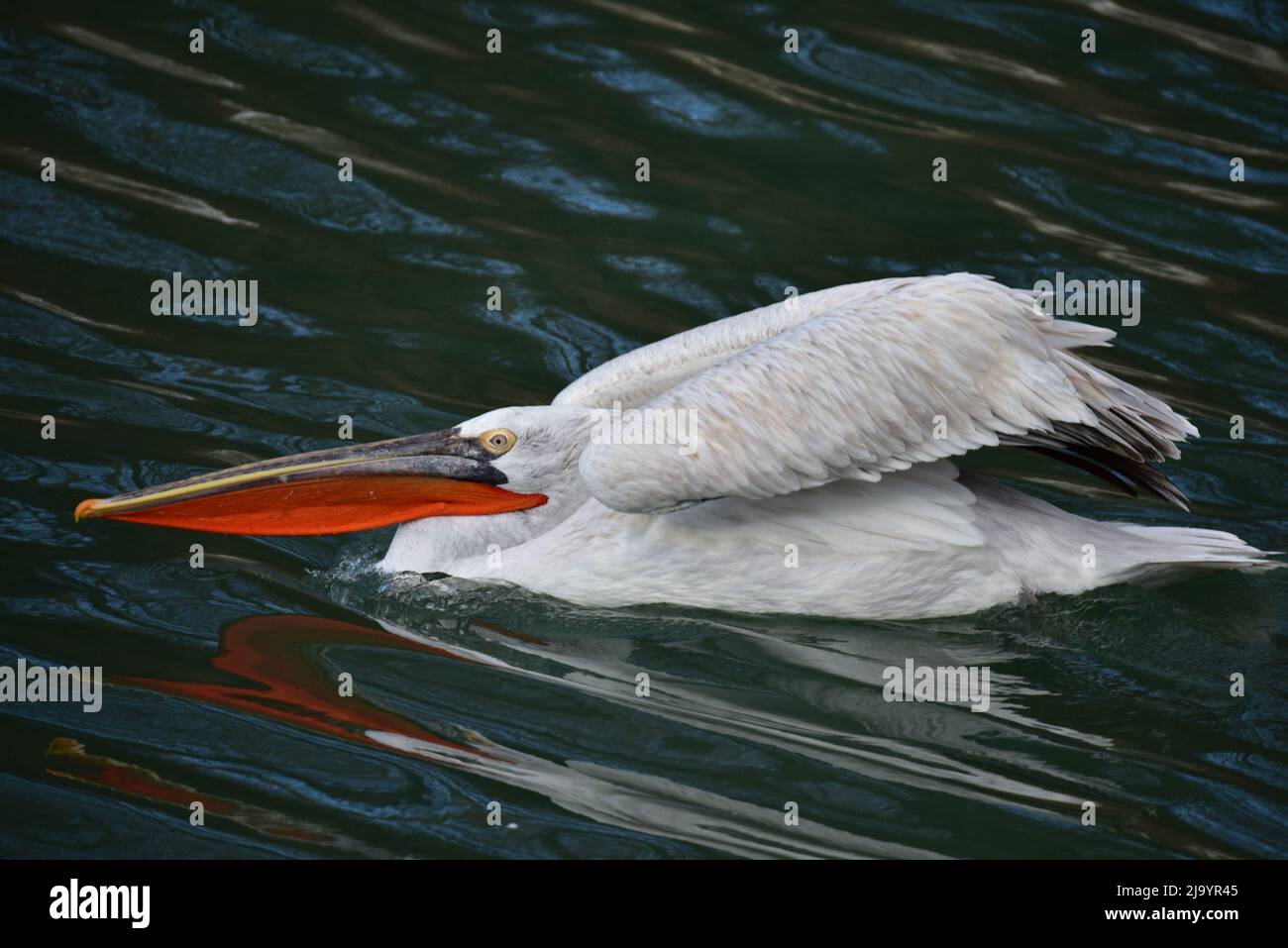 Swimming Dalmatian Pelican Stock Photo