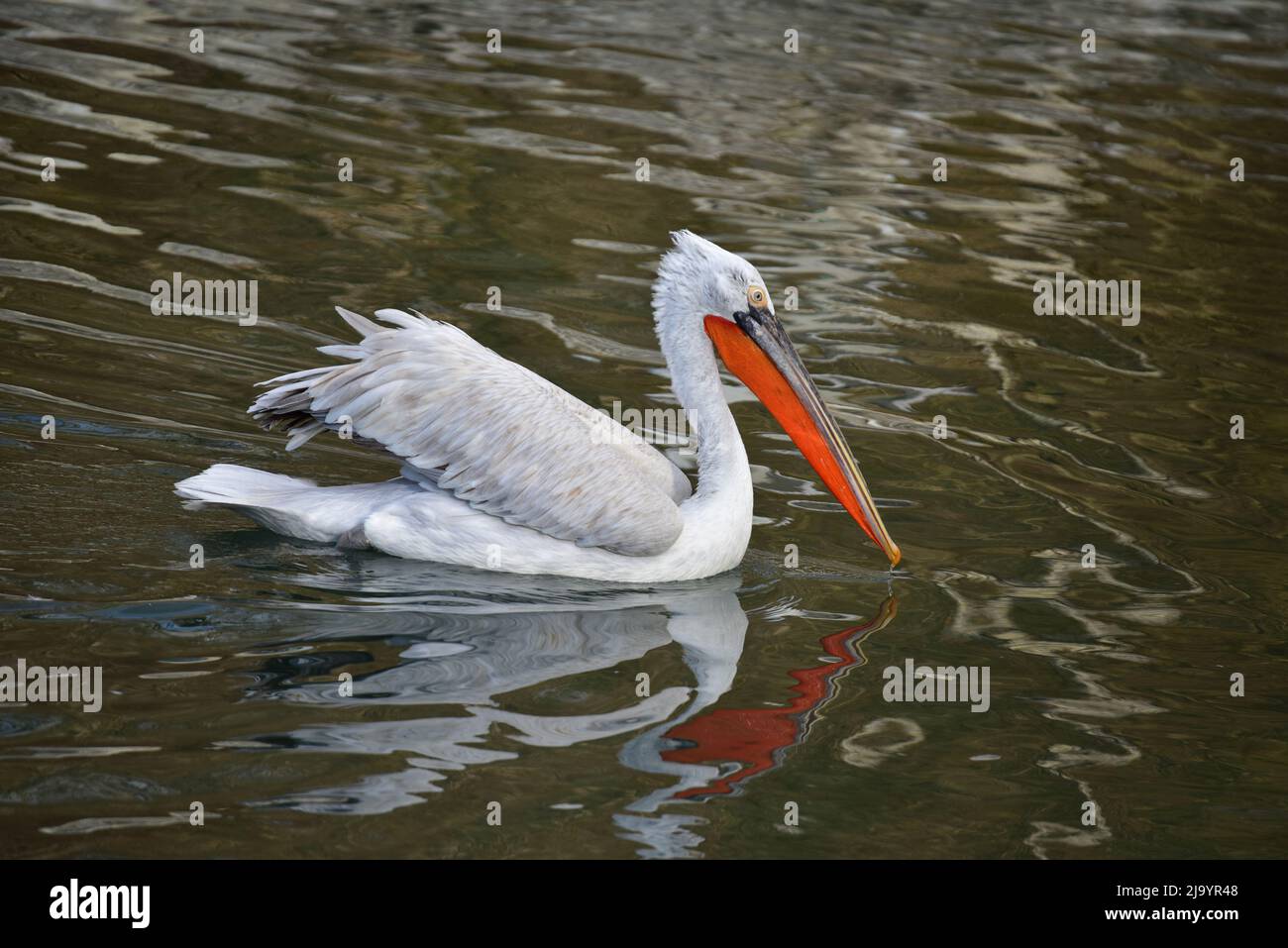 Swimming Dalmatian Pelican Stock Photo