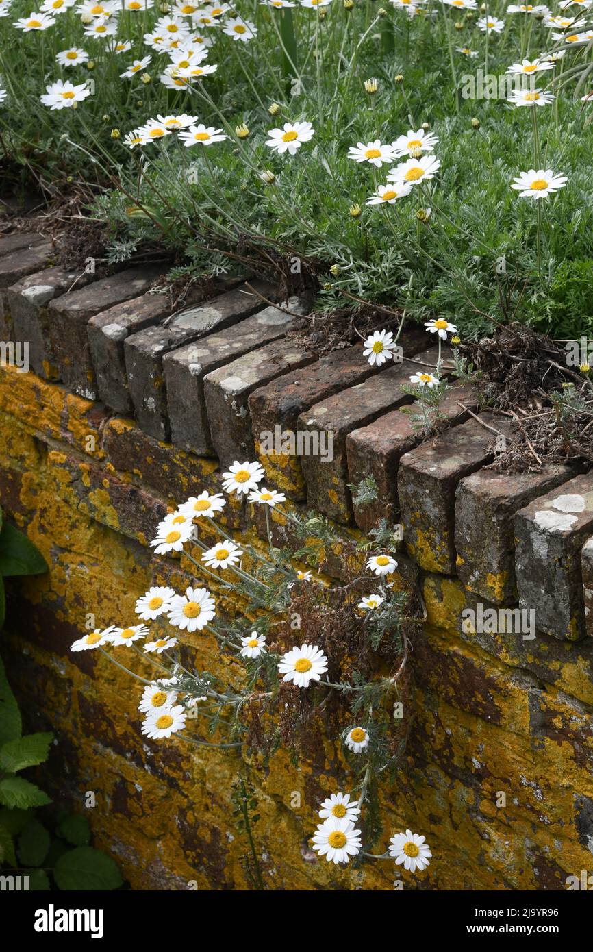 Daisies growing in a wall Stock Photo
