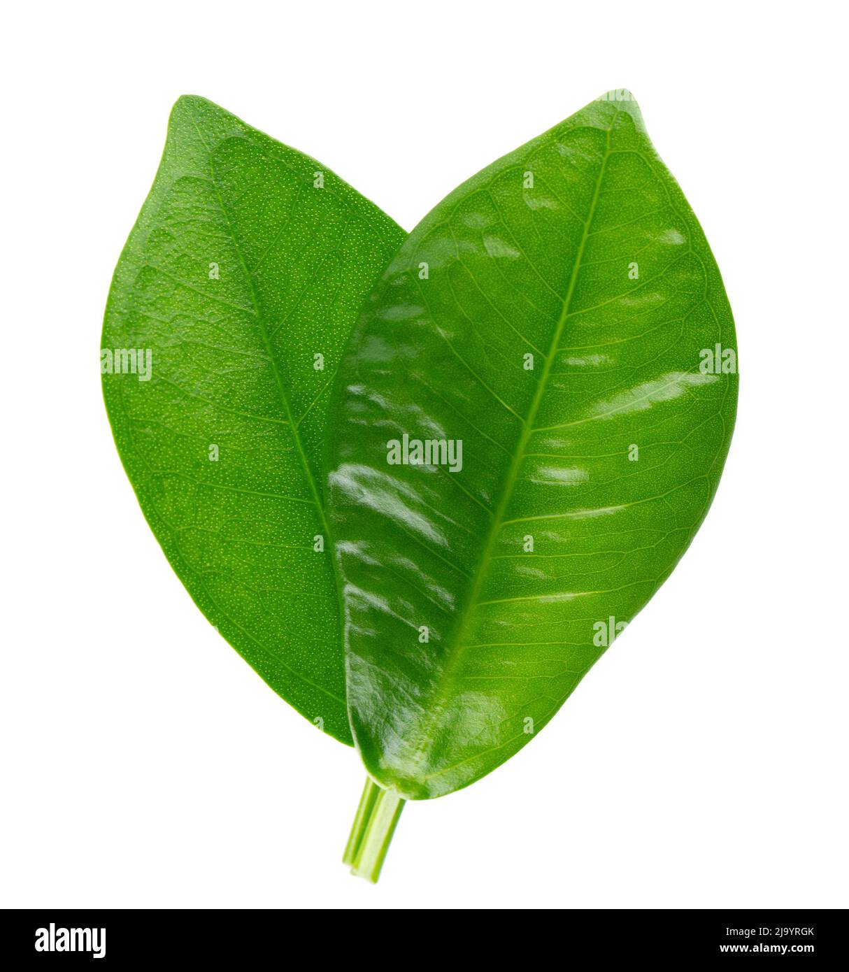 Green leaf isolated on white background. Top view Stock Photo - Alamy