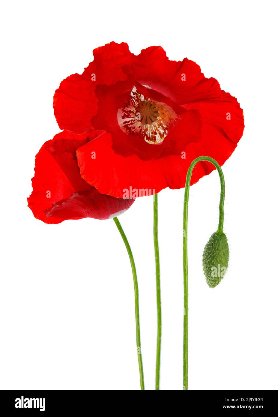 Red poppy flower isolated on a white background Stock Photo - Alamy