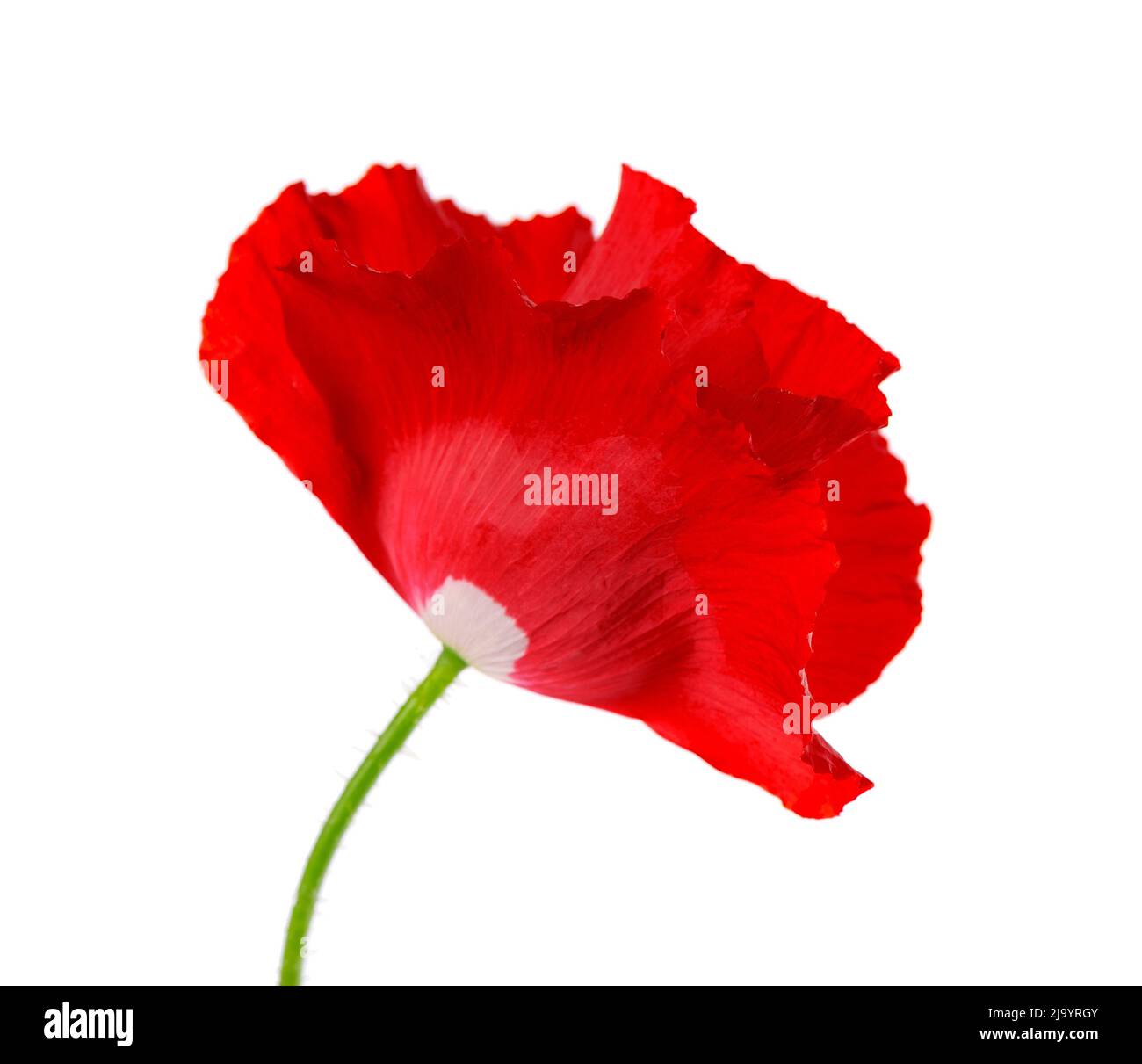 Red poppy flower isolated on a white background Stock Photo - Alamy