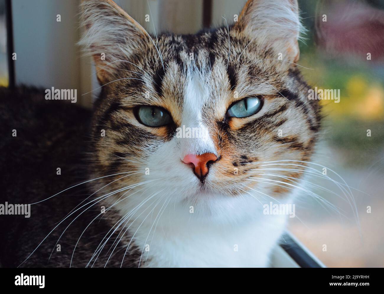 A beautiful spotted domestic cat is leaning on the glass and lying and