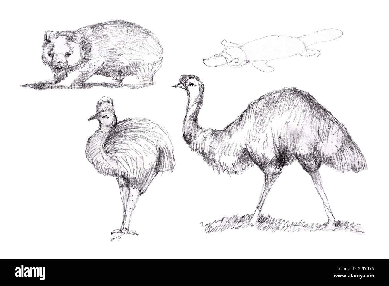 Animals Australia graphic illustration hand drawn koala ostrich emu isolated on white background set Stock Photo