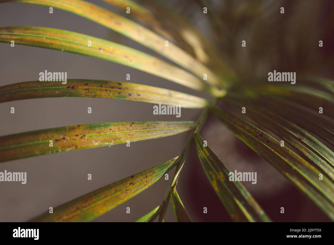 closeup of palm frond in pots indoor with yellow and brown spots on it