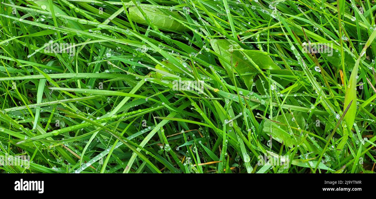 Wet grass on a spring morning after a rain. Dew drops. Stock Photo