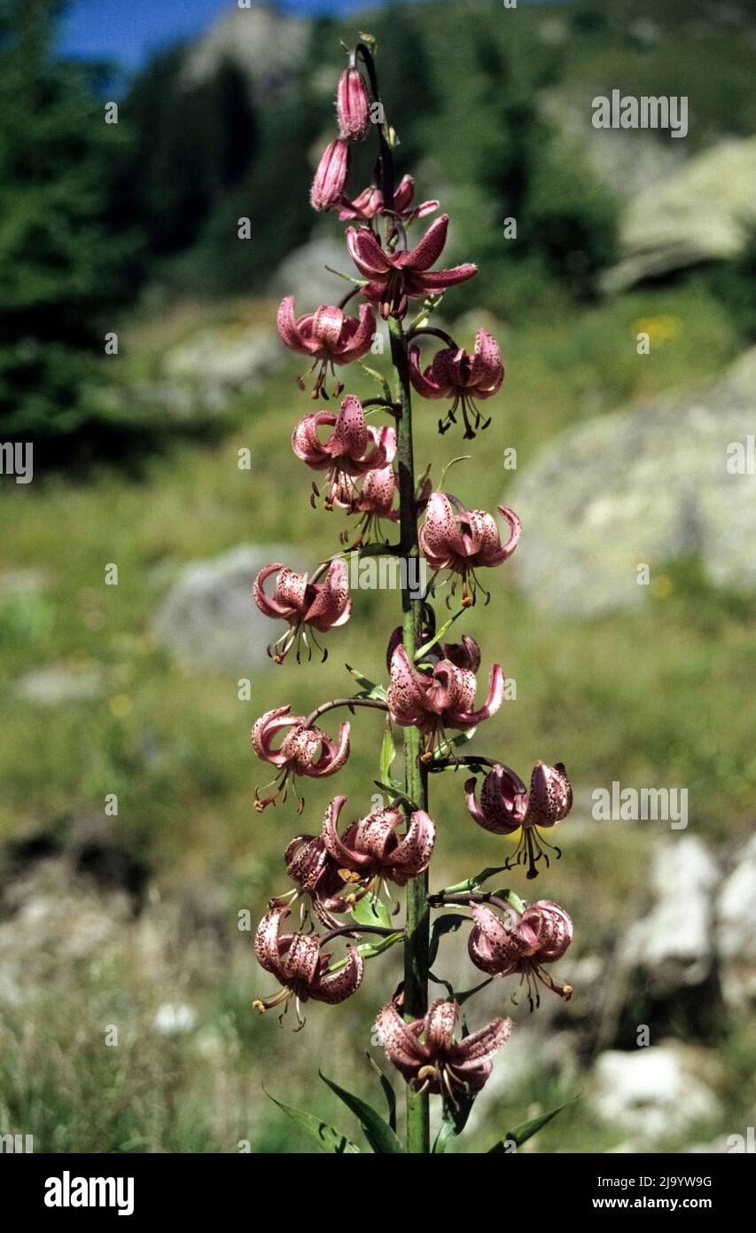 Turk's cap lily (Lilium martagon) in its natural location on 'Tour du Mont Blanc' hiking trail from La Flégère to Planpraz.Chamonix-Mont-Blanc, 1990 Stock Photo