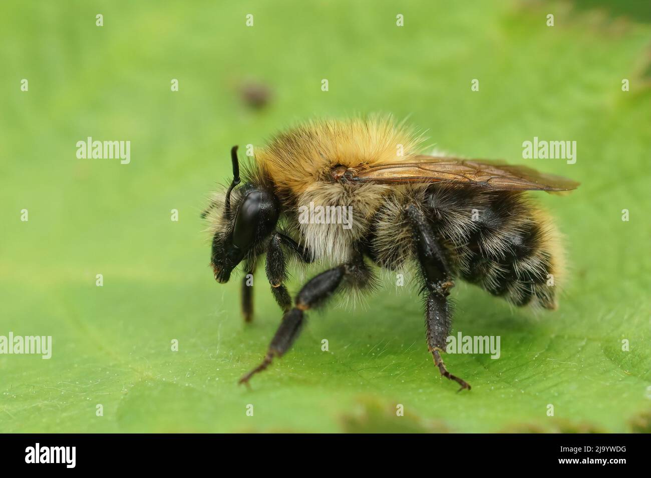 Closeup on a brown hairy female brown banded bumblebee, Bombus pascuorum sitting on a green leaf in the field Stock Photo