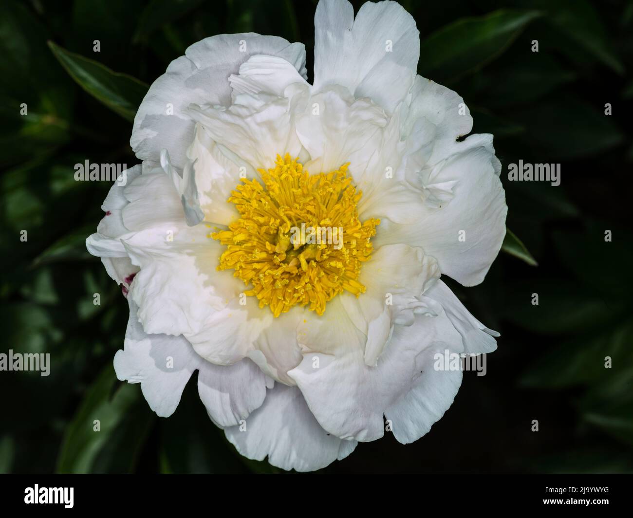 Peony 'White Emperor' (paeonia sp., family: paeoniaceae). Stock Photo