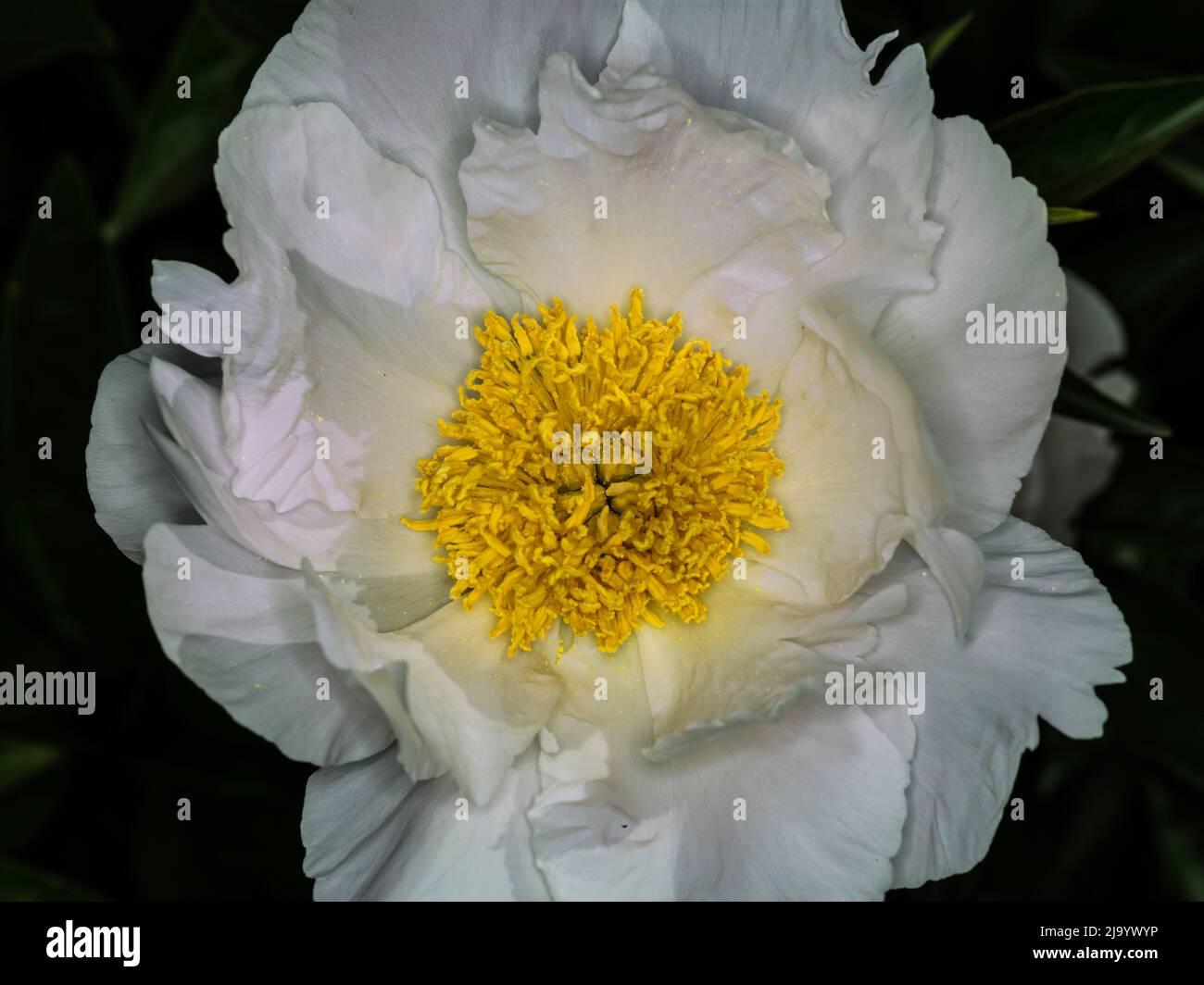 Peony 'Krinkled White' (paeonia sp., family: paeoniaceae). Stock Photo