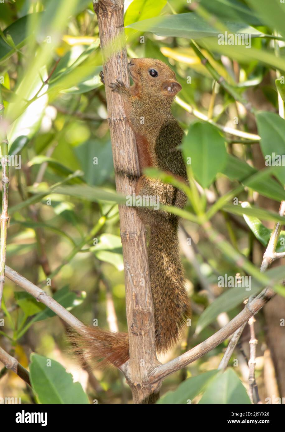The red-bellied tree squirrel climbs on the tree. Pallas's squirrel (Callosciurus erythraeus) in a tropical nature, Thailand. Stock Photo