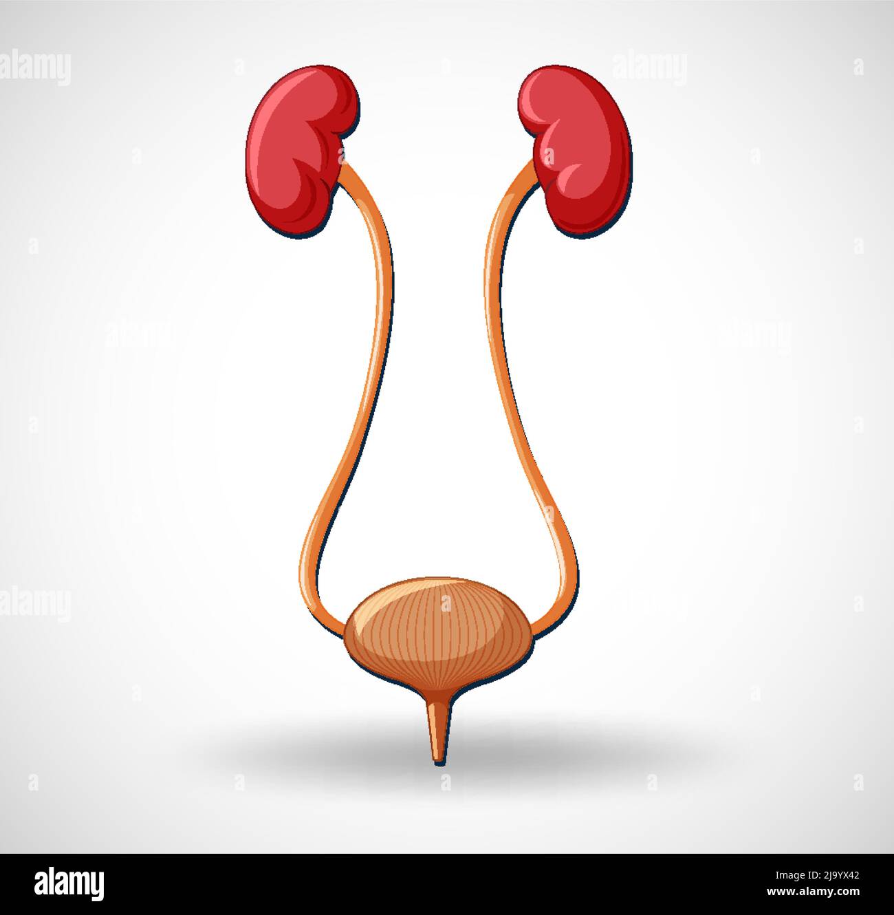 Human internal organ with kidneys and bladder illustration Stock Vector ...