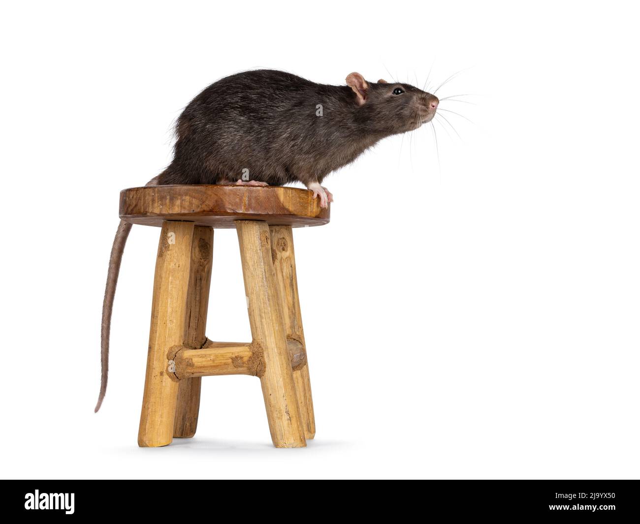Cute dark brown pet rat, sitting side ways on little wooden stool. Looking  to the side away from camera with beady eyes. Isolated on a white backgroun  Stock Photo - Alamy