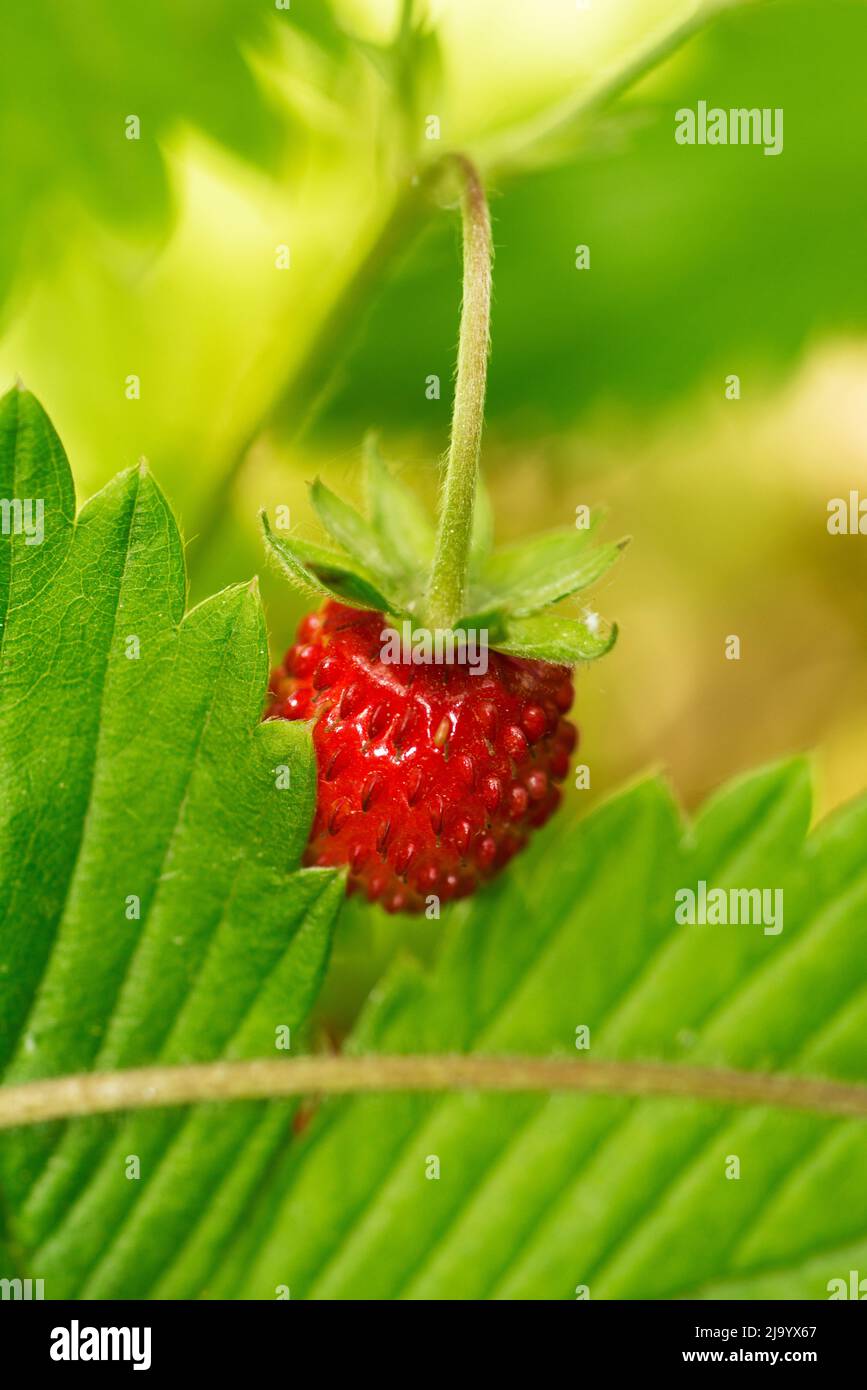 Macro shot of single wild strawberry with forest background in sunlight Stock Photo